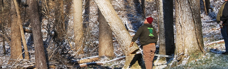 Tree Removal